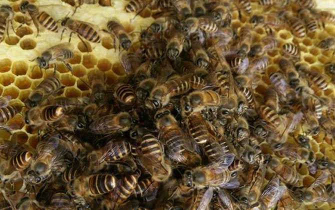蜜蜂夏季養殖管理技術 蜜蜂夏季養殖