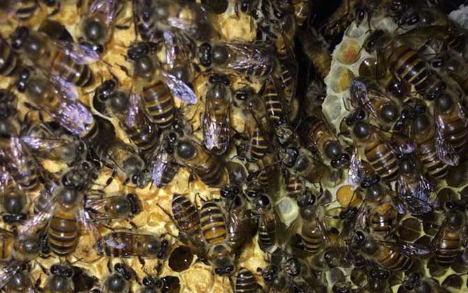 蜜蜂為什么會圍王? 蜜蜂圍王