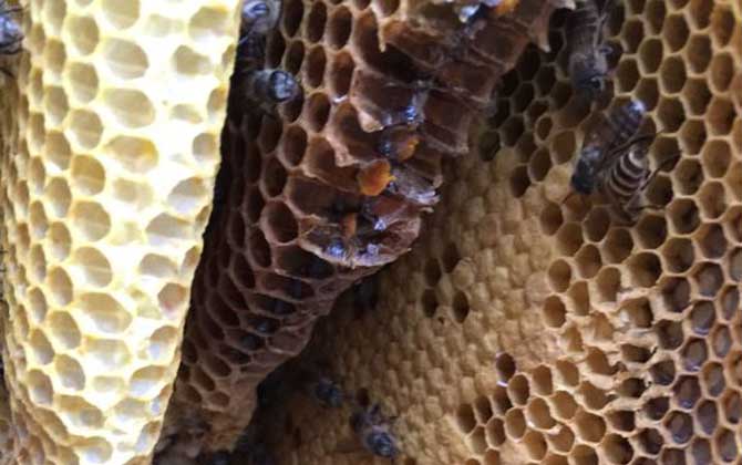 盜蜂的緊急處理辦法 盜蜂