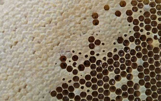 蜜蜂冬天是怎么過冬的? 蜜蜂過冬