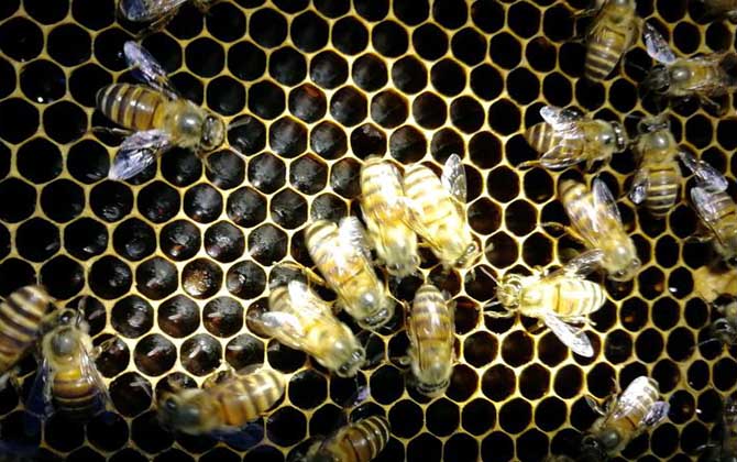 蜜蜂秋繁什么時(shí)候開始? 蜜蜂秋繁