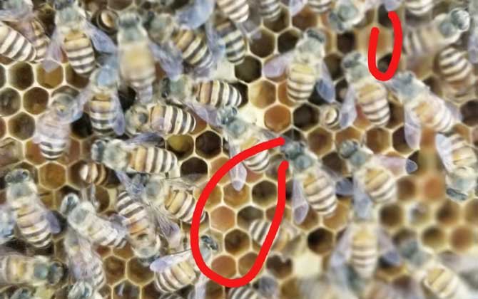 蜜蜂秋繁什么時(shí)候開始? 蜜蜂秋繁