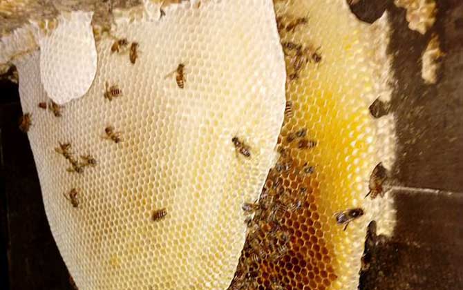 蜜蜂秋繁什么時(shí)候開始? 蜜蜂秋繁