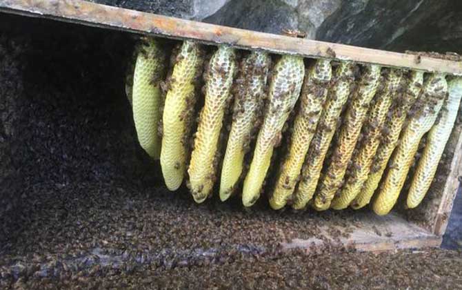 蜜蜂秋繁什么時(shí)候開始? 蜜蜂秋繁