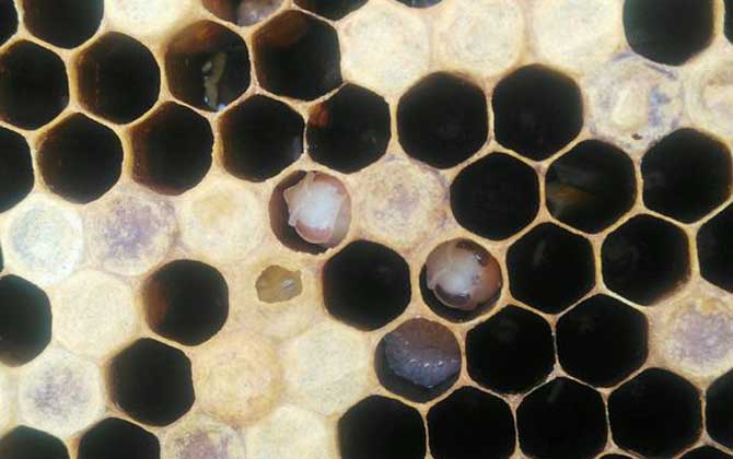 蜜蜂的天敵是什么動物? 蜂螨