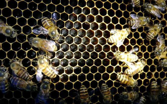 新手怎樣養(yǎng)蜜蜂不會(huì)跑? 養(yǎng)蜂