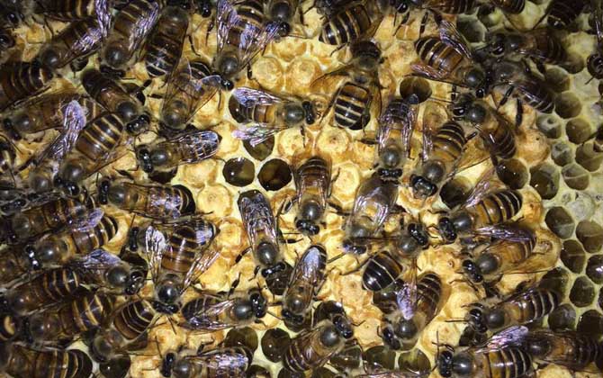 新手怎樣養(yǎng)蜜蜂不會(huì)跑? 養(yǎng)蜂