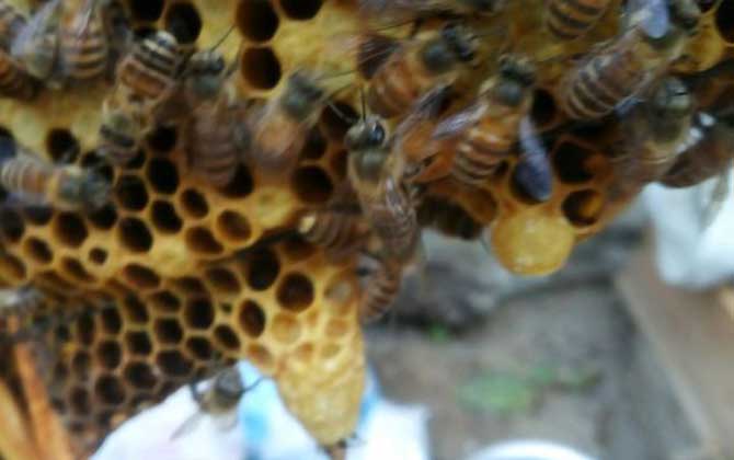 新手養蜂怎樣獲得蜂王? 育王