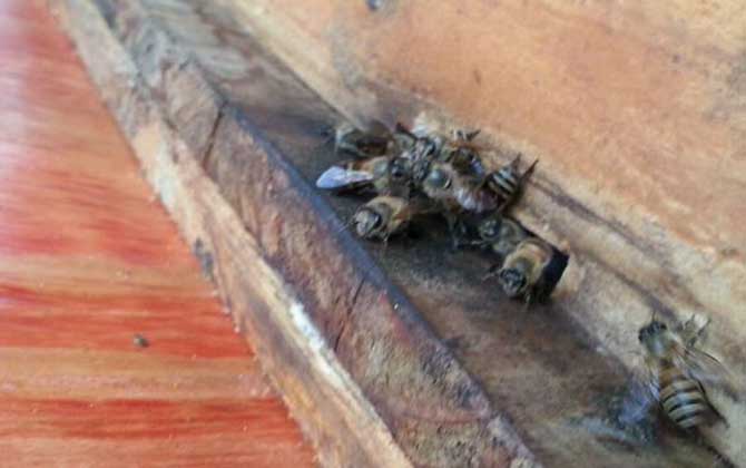 養蜜蜂怎么防止壁虎? 養蜂