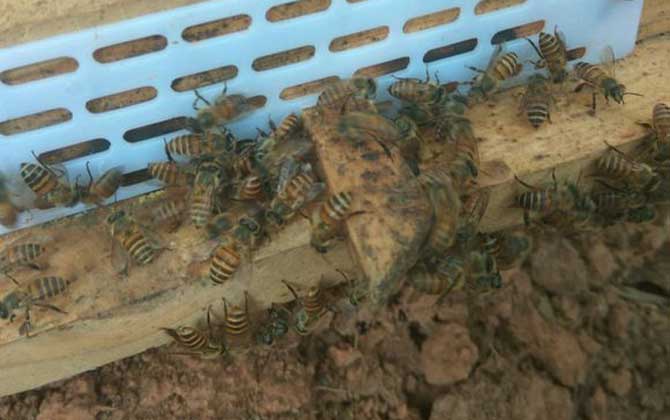 養蜂防止螞蟻