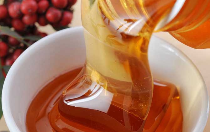 五倍子蜜的作用與功效及食用方法 五倍子蜜