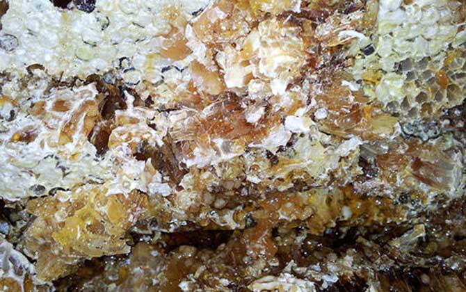 土蜂蜜的作用與功效及食用方法 土蜂蜜