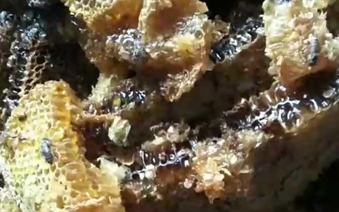 土蜂蜜的作用與功效及食用方法 土蜂蜜