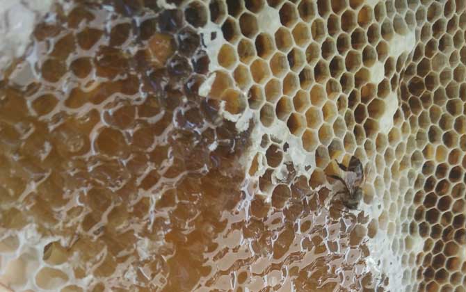 百花蜜價格多少錢一斤? 百花蜜