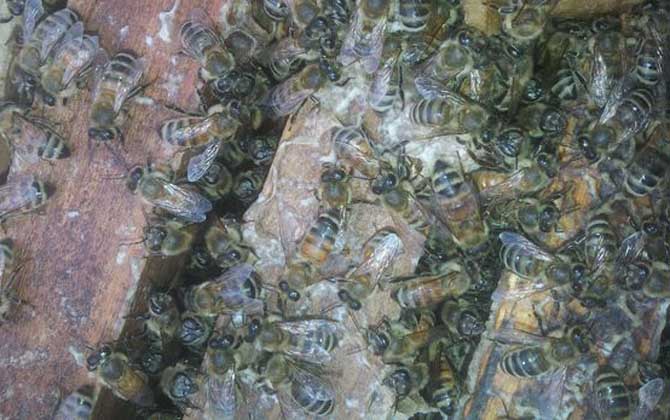 蜂膠是什么東西制作的? 蜂膠