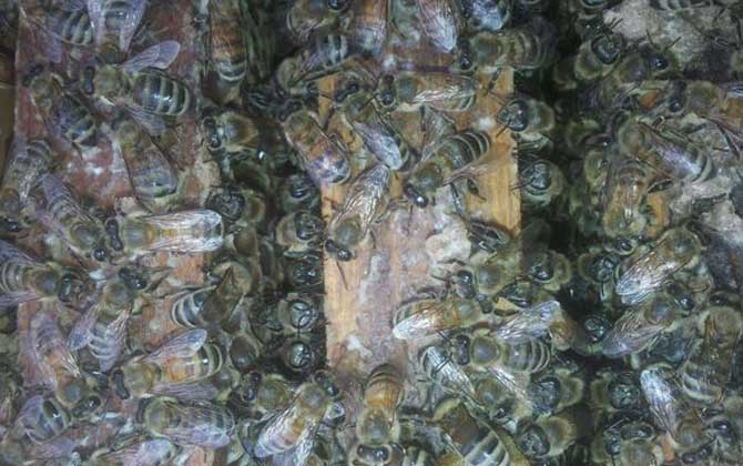 蜂膠是什么東西制作的? 蜂膠