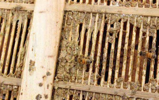 蜂膠適宜什么人群吃? 蜂膠