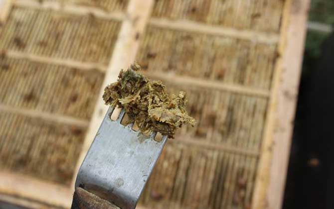 蜂膠適宜什么人群吃? 蜂膠