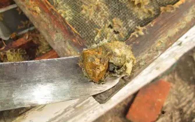 蜂膠的價格表及選購方法 蜂膠