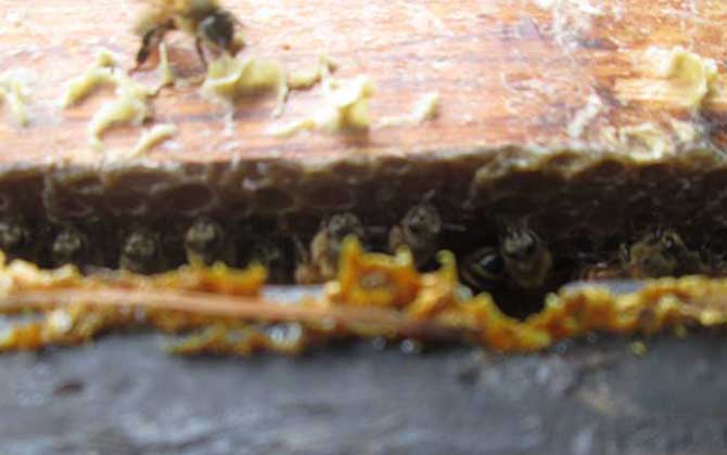 沒加工的蜂膠怎么吃? 蜂膠