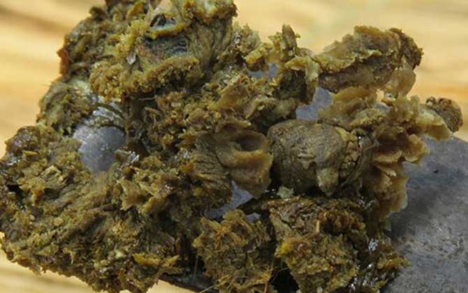 沒加工的蜂膠怎么吃? 蜂膠