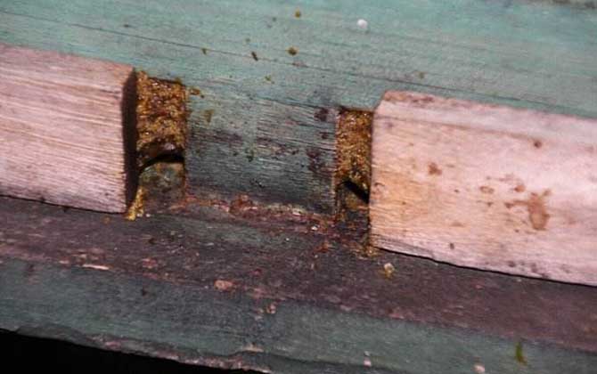 蜂膠在家里怎么提煉? 蜂膠