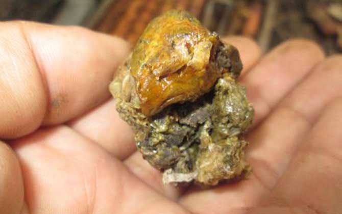 蜂膠的八大功效與作用 蜂膠