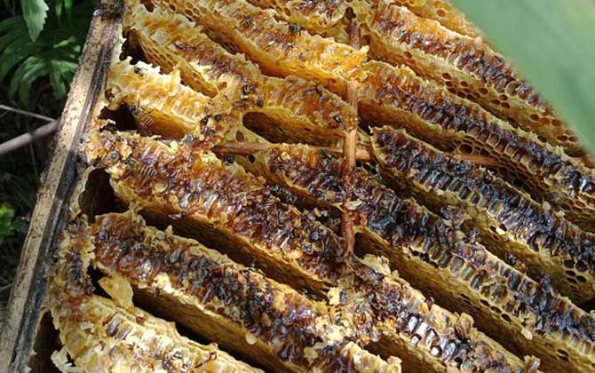 蜂巢真的能治鼻炎嗎? 蜂巢