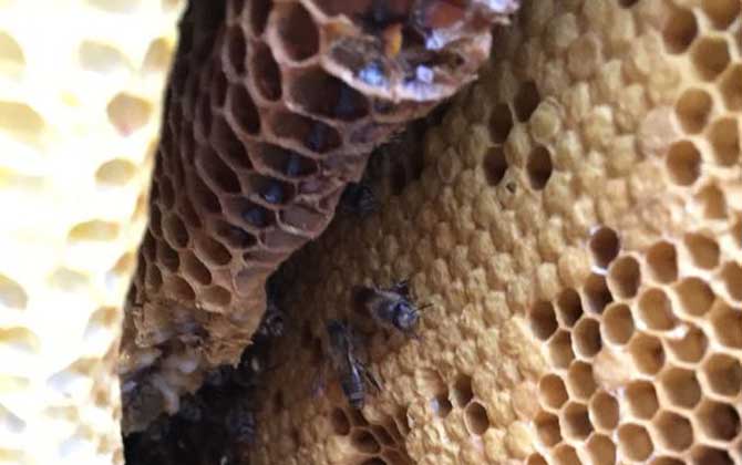 蜜蜂窩泡酒的功效及簡(jiǎn)單做法 蜜蜂窩