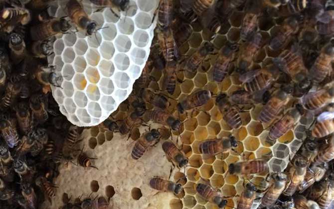 蜂巢和蜂膠的區(qū)別 蜂巢