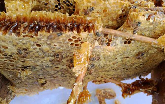 蜂巢有什么作用與功效? 蜂巢