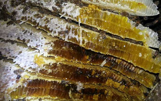 蜂巢酒的禁忌及正確喝法 蜂巢