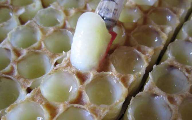 蜂王漿什么時候吃最好? 蜂王漿