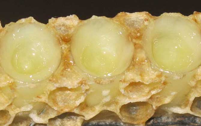 長期吃蜂王漿有什么副作用? 蜂王漿
