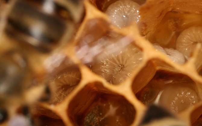 蜂王漿和蜂王胎的區(qū)別 蜂王胎