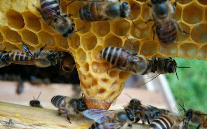 蜂王漿和蜂王胎的區(qū)別 蜂王漿