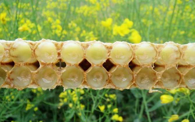 吃蜂王胎一年后有什么變化? 蜂王胎