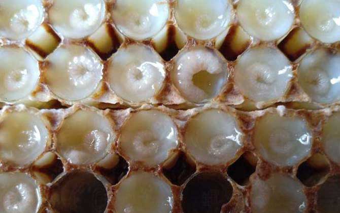 吃蜂王胎一年后有什么變化? 蜂王胎