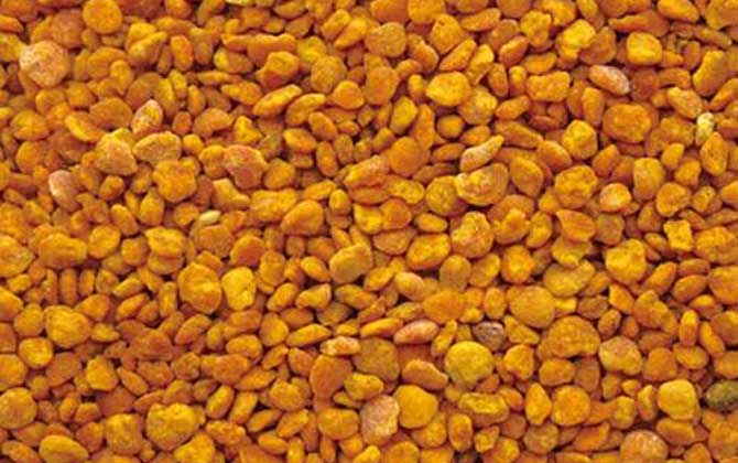 蜂花粉有哪些副作用與禁忌? 蜂花粉