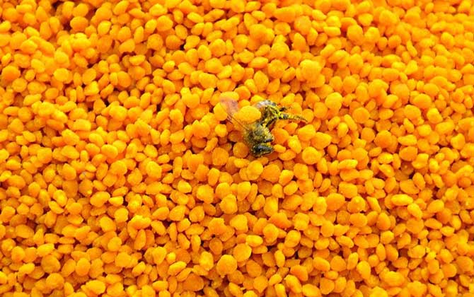 吃了10年花粉有什么效果? 花粉