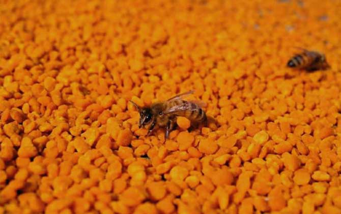 茶花粉的功效與副作用及禁忌 茶花粉