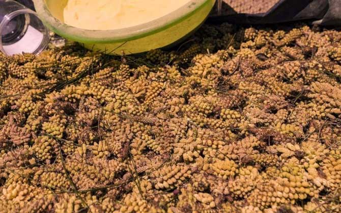 松花粉是什么東西? 松花粉