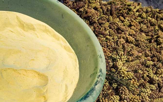 松花粉能治那九種病? 松花粉