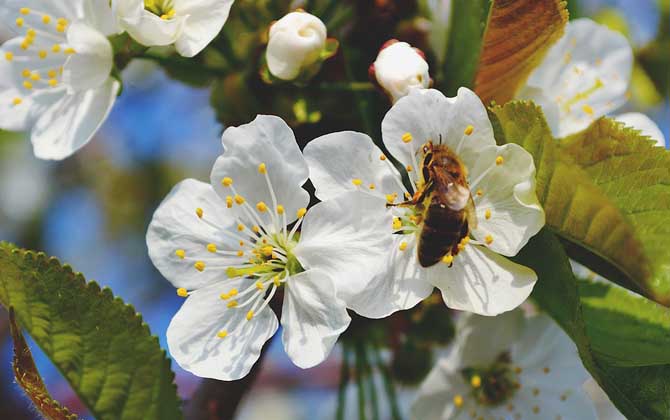 蜂毒由哪些成分組成的? 蜜蜂