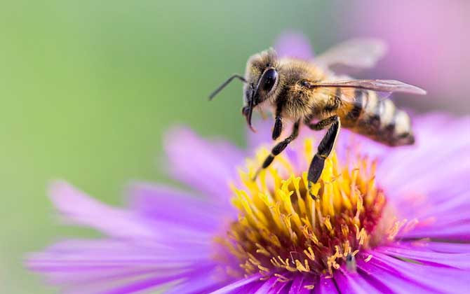 蜂毒由哪些成分組成的? 蜜蜂