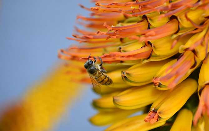蜂毒療法的適應癥及副作用 蜜蜂