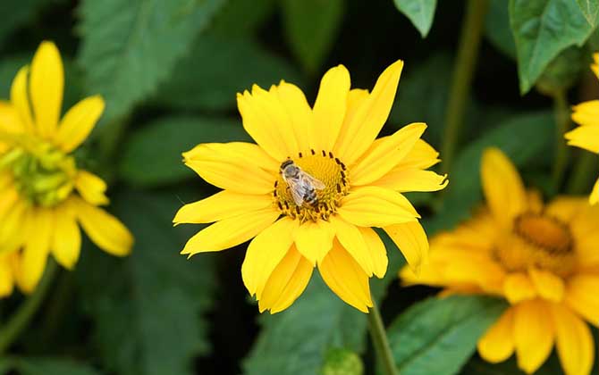 蜂毒對人體有什么副作用? 蜜蜂