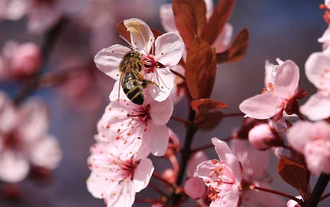 蜂毒在人體能存在多久? 蜂毒