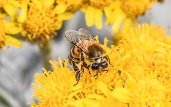蜂毒為什么會(huì)引起過敏? 蜜蜂