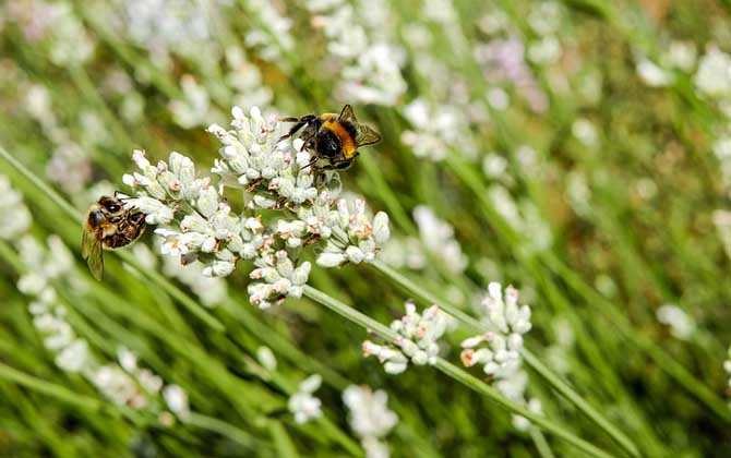 蜂毒能讓陰莖增大嗎? 蜜蜂